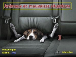 animaux_en_mauvaises_situations_michel