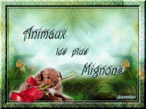 animaux_les_plus_mignons_dede_51