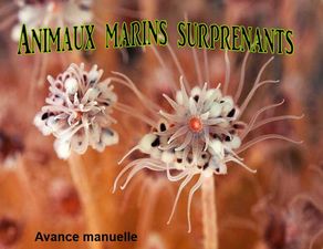 animaux_marins_surprenants_papiniel