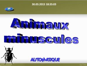 animaux_minuscules_chantha