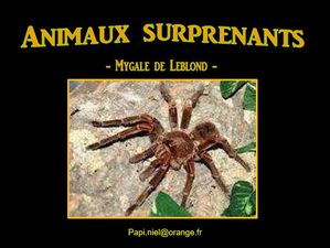 animaux_surprenant_mygale_de_leblond_papiniel
