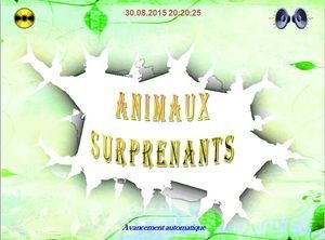 animaux_surprenants_chantha