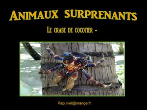 animaux_surprenants_le_crabe_de_cocotier_papiniel