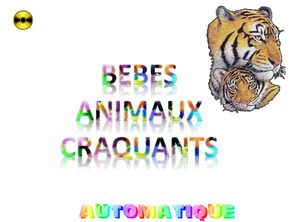 bebes_animaux_craquants_chantha