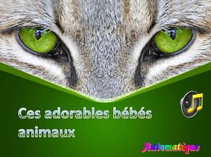 ces_adorables_bebes_animaux_chantha