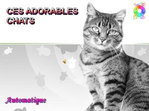 ces_adorables_chats_chantha