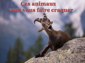 ces_animaux_vont_vous_faire_craquer_pancho