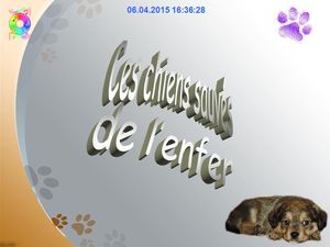 ces_chiens_sauves_de_l_enfer_chantha