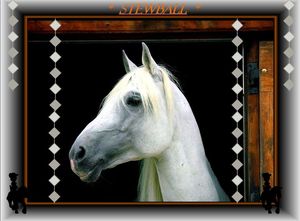 cheval_stewball__fabie_novembre_2011