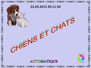 chiens_et_chats_chantha