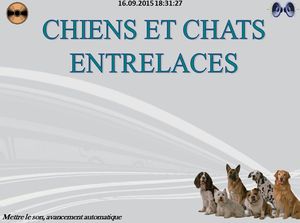 chiens_et_chats_entrelaces_chantha