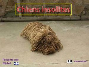 chiens_insolites_michel