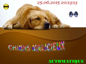 chiens_malicieux_chantha