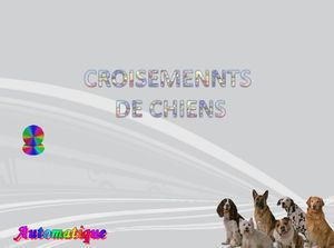 croisements_de_chiens_chantha