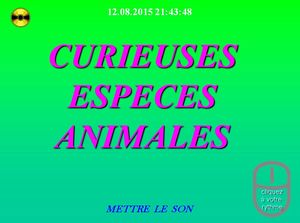 curieuses_especes_animales_chantha