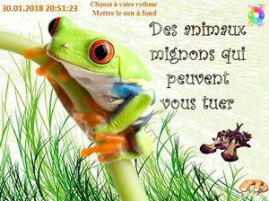 des_animaux_mignons_qui_peuvent_vous_tuer_chantha