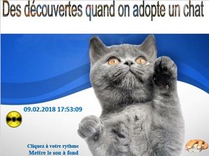 des_decouvertes_quand_on_adopte_un_chat_chantha