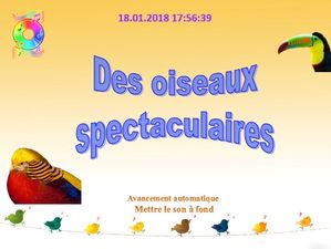 des_oiseaux_spectaculaires_chantha