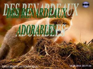 des_renardeaux_adorables_chantha