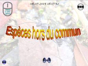 especes_hors_du_commun_chantha