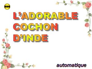 l_adorable_cochon_d_inde_chantha