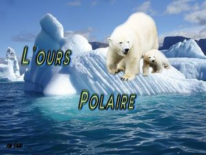 l_ours_polaire_dede_51