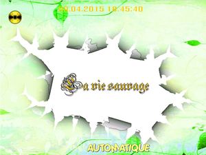 la_vie_sauvage_2_chantha