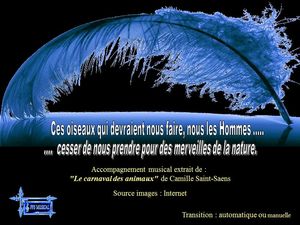 le_carnaval_des_oiseaux