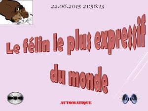 le_felin_le_plus_expressif_du_monde_chantha