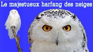 le_majestueux_harfang_des_neiges_maumau