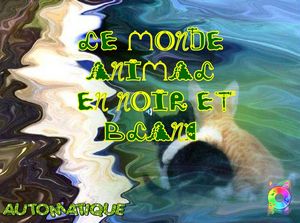 le_monde_animal_en_noir_et_blanc_chantha