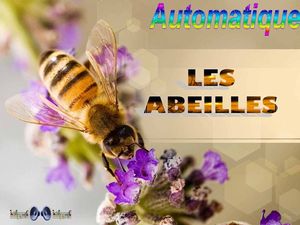 les_abeilles_chantha