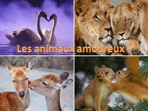 les_animaux_amoureux_pancho