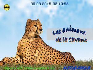 les_animaux_de_la_savane_chantha