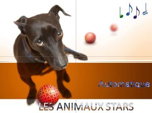 les_animaux_stars_chantha