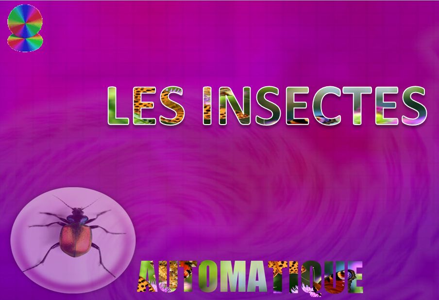 les_insectes_2_chantha