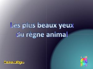 les_plus_beaux_yeux_du_regne_animal_chantha