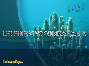 les_poissons_combattants_chantha