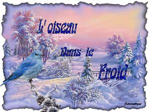 loiseau_dans_le_froid_dede_51