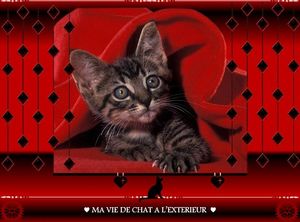 ma_vie_de_chat_a_l_exterieur_fabie_03_2017