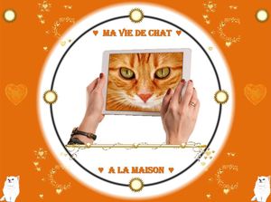 ma_vie_de_chat_a_la_maison_fabie_02_18