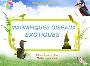 magnifiques_oiseaux_exotiques_chantha