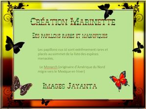 magnifiques_papillons_marinette