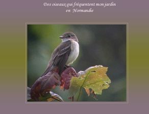 mes_oiseaux_familiers_papiniel