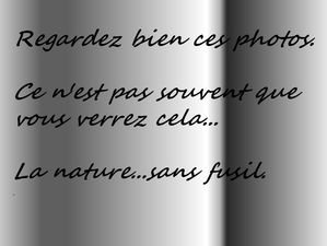 nature_sans_fusil