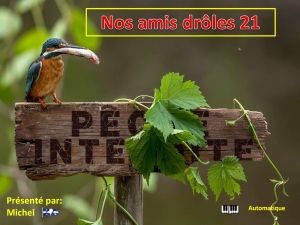 nos_amis_droles_21_michel