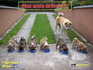 nos_amis_droles_37_michel