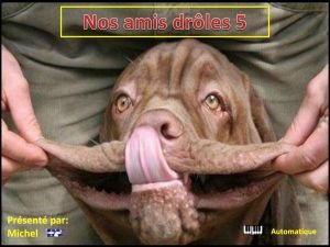 nos_amis_droles_5_michel