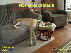 nos_amis_droles_8_michel