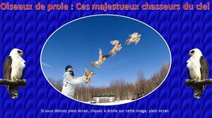 oiseaux_de_proie__ces_majestueux_chasseurs_du_ciel_maumau